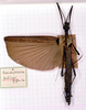 CollectionObject 1561402; d3938de2-46ce-40b0-a80e-ed9fce5317cd: copyright MSNG. female (holotype). (CollectionObject).