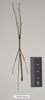 CollectionObject 1559547; NHMUK(SF IMPORT DUPLICATE) 844768-770, a87c5e59-0d66-4cec-b986-7bc2f5651291: copyright Natural History Museum, London. male of synonym Lopaphus langkawicus (paratype). (CollectionObject).