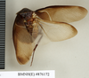 CollectionObject 1573053; 2d664ad5-2a91-4192-8a22-2596c1b9b28c: Copyright Natural History Museum, London. Non-type (adult male) in BM(NH). Dorsal view. (CollectionObject).