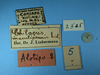 CollectionObject 1513123; c676812c-3c47-497b-80e5-3d3ebb674d32: labels (allotype of Chilacris maculipennis). (CollectionObject).