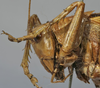 female pronotum lateral (holotype of Tettigonia longealata). Depicts CollectionObject 1539809; ef41b6e2-a6df-478b-80bd-3eb0c35b0235, a CollectionObject.