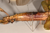 CollectionObject 1558775; 1223b893-7818-4212-b7d4-d77b2eff36da: copyright OUMNH. female: head & thorax, lateral view of Cyphocrania (Eurycnema) versirubra (holotype). (CollectionObject).