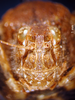 CollectionObject 1530734; 873e67ac-a02e-45de-959a-2c294bbd6e20: male, frons (syntype of Bryodema luctuosum lugens). (CollectionObject).