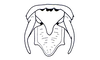 Ananotacris abditicolor Descamps, 1978: Fig. 78. Male, end of abdomen (dorsal view). (Otu).