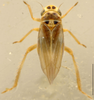 Habitus, dorsal view: Habitus (A. versuta Mel.). (Observation).
