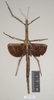 CollectionObject 1560499; NHMUK(SF IMPORT DUPLICATE) 845031, b7a4693e-b682-4524-86ad-f6d681aeedb5: copyright Natural History Museum, London. female, dorsal view (holotype). (CollectionObject).