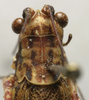 CollectionObject 1535169; 59e0b5fd-ff36-417c-933b-e2a408758763: female pronotum, dorsal view (syntype). (CollectionObject).