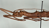 CollectionObject 1557499; e7c1d4a6-f5b9-4eda-aa61-d3650334bb10: copyright USNM, Washington. (CollectionObject).