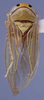 Habitus, dorsal view: (Observation).