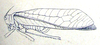 Ityocephala nigrostrigata (Walker, 1871): Pl. III, Fig. 11 a. female habitus (tyocephala falcata, tegmina length 41.8 mm, ovipositor 7.5). (Otu).