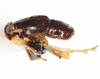 Habitus, lateral view on Delphacodes aterrimus Muir, 1926: (Observation).