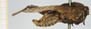 CollectionObject 1582373; a41ea717-d5ea-483c-8d01-f2beb864a33a, NHMUK10924555: female, lateral view (holotype). (CollectionObject).