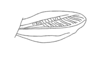 Atopacris manabiensis Amédégnato & Poulain, 1998: Fig. 49. Elytra. (Otu).