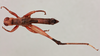 CollectionObject 2051852; NHMUK015982299, dc6da0de-0574-4f3a-884a-0fc2005490f0: male, dorsal view (paratype). (CollectionObject).