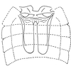 Abdomen, sternal apodemes, ventral view: !! display not done !! on Igutettix pulverosus Matsumura, 1932: (Observation).