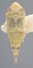 Habitus, dorsal view on Athysanella (Gladionura) concava Ball & Beamer, 1940: Dorsal - Female. (Observation).