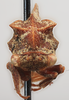 Head: !! display not done !! on Flexocentrus brunneus Funkhouser, 1930: (Observation).