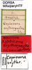 CollectionObject 1521415; 8988d71c-336f-46a2-bf5c-cef46e205254: labels (holotype). (CollectionObject).