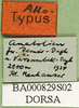 CollectionObject 1502755; 8fd73dda-03c9-4cde-818d-a1944e45cb22: labels (allotype). (CollectionObject).