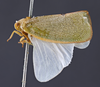 Habitus, lateral view on Anormenis media (Melichar, 1902): (Observation).