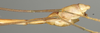 CollectionObject 1560029; 5237bd59-67b3-4beb-b171-828120ef3194: copyright NMW, Vienna. male:end of abdomen, lateral view of synonym Necroscia inflata (syntype). (CollectionObject).;CollectionObject 1560030; bdd876be-330a-4ff3-a576-a075b8bfd6d3: copyright NMW, Vienna. male:end of abdomen, lateral view of synonym Necroscia inflata (syntype). (CollectionObject).