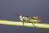 CollectionObject 2014609; 9cfaf972-0f74-4ec3-a4bf-7f71ad6b9bb0: male alive in lateral view. (CollectionObject).