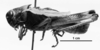 CollectionObject 1540834; 70d69987-0c30-43e2-8f49-ab04f8eda906: Image Carbonell, C.S. male, lateral view (holotype). (CollectionObject).