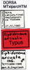 CollectionObject 1521368; 1eabd2a7-f3c3-41d2-9393-66eb2acc7530: labels (holotype). (CollectionObject).