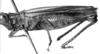 CollectionObject 1519707; 74ab57e3-b6bb-47a4-ba2d-a6d322d23574: Image, Carbonell, C.S. at the British Museum, 1970. male, lateral view (holotype). (CollectionObject).