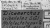 CollectionObject 1530197; 195dd9c7-6579-4bca-932e-548ddfbfed25: labels (lectotype). (CollectionObject).