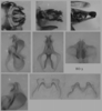 Melanoplus borealis (Fieber, 1853): male genitalia. (Otu).