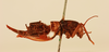 CollectionObject 2067023; 35d4a1a5-5397-48bc-9b30-39d6d97f4683, NHMUK015982263: female, lateral view (holotype). (CollectionObject).
