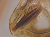 Cerberodon viridis Perty, 1832: male, stridulatory file. (Otu).