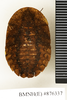 Monastria biguttata (Thunberg, 1826): Copyright Natural History Museum, London. Holotype (female nymph) of synonym Tarraga guttiventris Walker, 1868 in BM(NH). Dorsal view. (Otu).