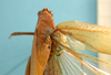 CollectionObject 1542939; DEES MZLQ-I0016', f56877da-a65f-4bf1-b08e-2143fc26842d: male, thorax and head dorsal view (syntype). (CollectionObject).