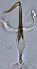Aedeagus, ventral view on Asymmetrasca decedens (Paoli, 1932): (Observation).