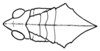 Xyleus modestus (Giglio-Tos, 1894): Fig. 14. head and pronotum, dorsal view. (Otu).