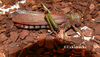 Tropidacris collaris (Stoll, 1813): individual from Venezuela. (Otu).