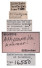 Other on Athysanella (Athysanella) krameri Blocker, 1988: (Observation).