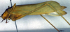 CollectionObject 1500689; ab2fda56-fd93-4185-bee0-83f180ee7022, DORSA BTducceyHTM: male, lateral view (holotype). (CollectionObject).