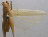 CollectionObject 1535004; 3d082103-7375-45e8-b488-de77fffbd8e9: male, dorsal view (paralectotype). (CollectionObject).