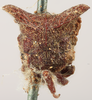 Head on Cebes areolatus (Goding, 1903) now Cebes transiens (Walker, 1851): (Observation).