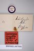 Eucorydia hilaris (Kirby, 1903): Copyright NHM, London. Lectotype male, data labels. (Otu).