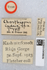 CollectionObject 1519475; 7c69a257-f8cc-4109-9bc5-faf35a06c50b: labels (holotype). (CollectionObject).