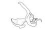 Dichromatos lilloanus (Liebermann, 1948): Fig. 9U. endophallic plate, cingulum and aedeagal valves with sheath, lateral view. (Otu).