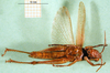 CollectionObject 1502280; e2fd37bb-f990-485b-8405-ac1068cce69c: female, ventral view (syntype). (CollectionObject).