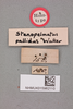 CollectionObject 1517605; d10b7f30-04dc-4f98-bd9f-40b5e92d6bf0, NHMUK015982110: labels (holotype). (CollectionObject).