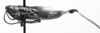 CollectionObject 1521586; 79b50730-3ced-49a1-ba10-cd95a89a07ac: Image Carbonell, C.S. male, lateral view (holotype). (CollectionObject).