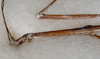 CollectionObject 1559626; 61c7ebf6-5733-4393-98ea-8612cd96158f: copyright USNM, Washington. male: head & thorax, lateral view (lectotype). (CollectionObject).