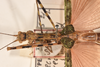 CollectionObject 1562011; d0fd38b0-812a-4732-b437-3bae1f4bbb2a: copyright OUMNH. female: head & thorax, dorsal view of Necroscia erechtheus (syntype). (CollectionObject).
